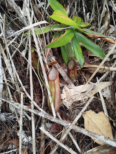 Nepenthes macrovulgaris