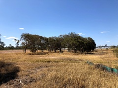 Melaleuca irbyana