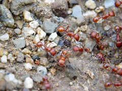 Pogonomyrmex subnitidus