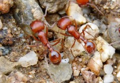 Pogonomyrmex subnitidus