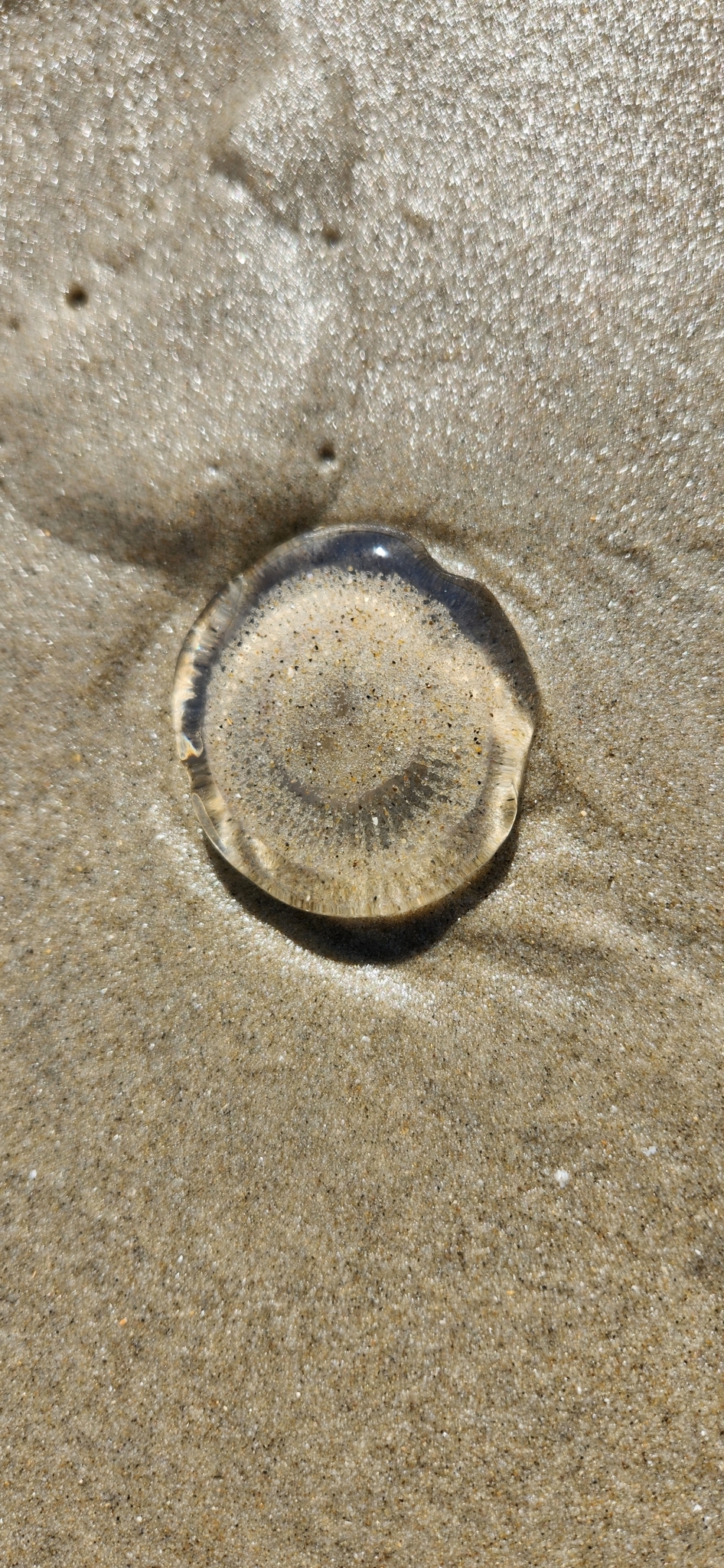 Rhacostoma atlanticum L.Agassiz, 1851