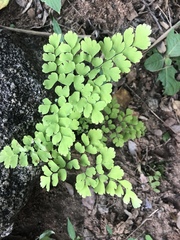 Adiantum raddianum