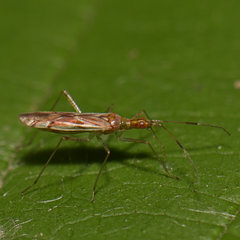 Dicyphus famelicus