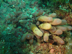 Botryocladia pseudodichotoma