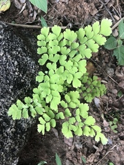 Adiantum raddianum