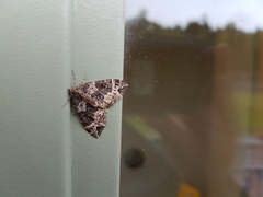 Ecliptopera silaceata