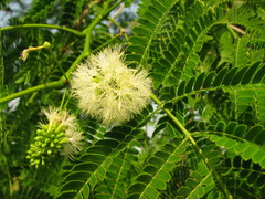 Enterolobium cyclocarpum