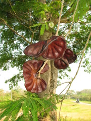 Enterolobium cyclocarpum