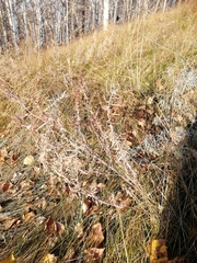Artemisia dracunculus glauca