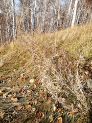 Artemisia dracunculus glauca