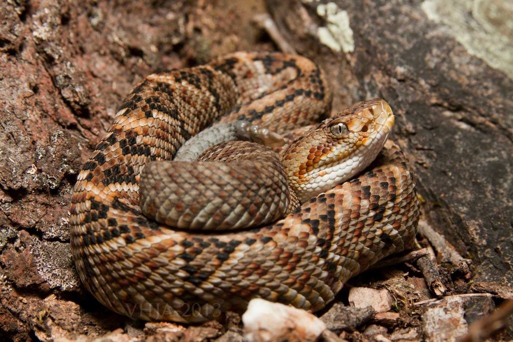 Crotalus Culminatus (Виды змей) · INaturalist