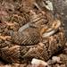 Northwestern Neotropical Rattlesnake - Photo (c) victor_jimenez_arcos, some rights reserved (CC BY-NC-ND), uploaded by victor_jimenez_arcos