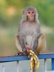 Macaca mulatta