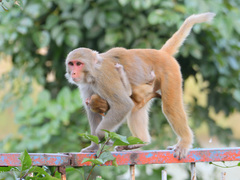 Macaca mulatta