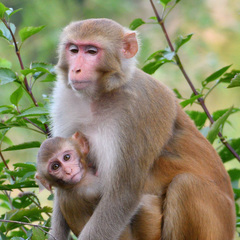 Macaca mulatta