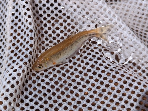 Virgin-stekelelritsje (Lepidomeda mollispinis) — Cyprinidae