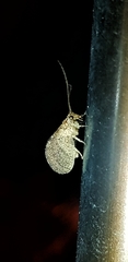 Nusalala tessellata