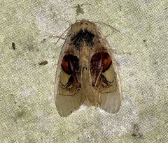 Arrhenophanes perspicilla