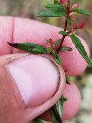 Crocanthemum bicknellii