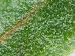 Crocanthemum bicknellii