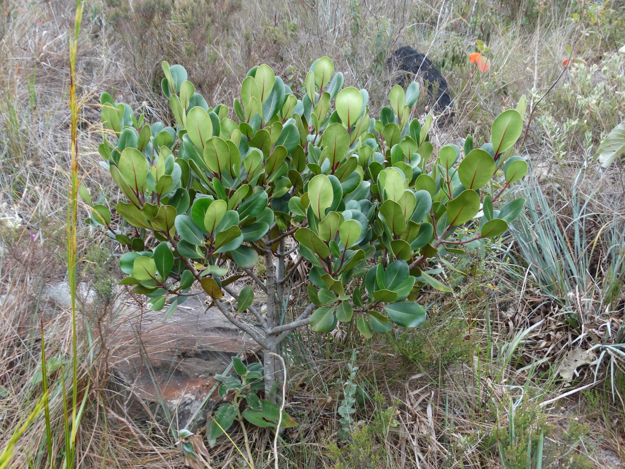 Clusia mexiae