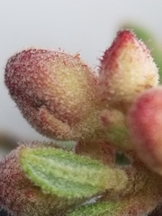 Crocanthemum bicknellii