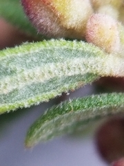 Crocanthemum bicknellii