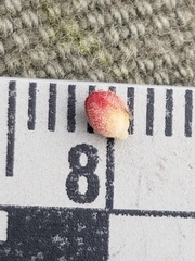 Crocanthemum bicknellii