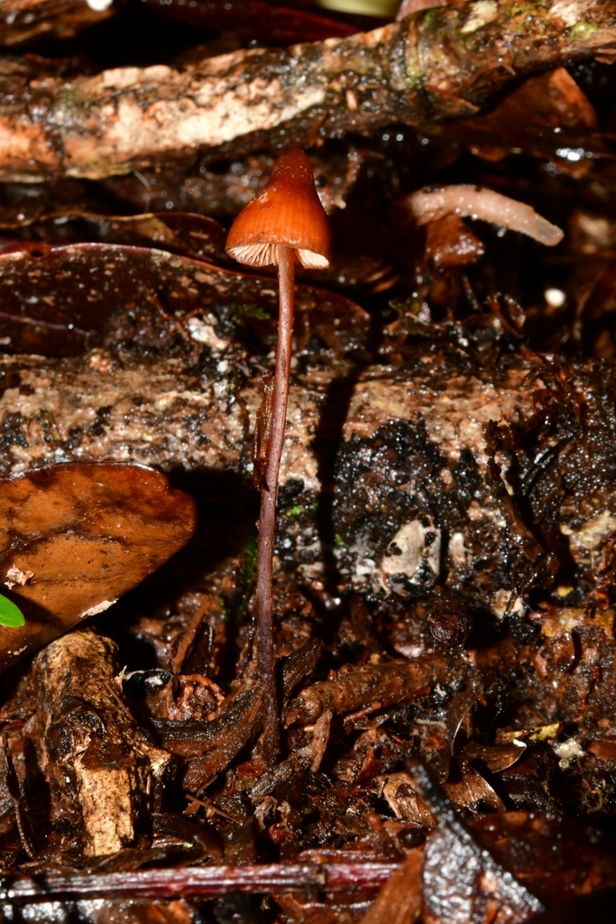 Phaeocollybia longistipitata