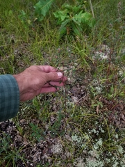 Crocanthemum bicknellii