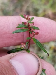 Crocanthemum bicknellii