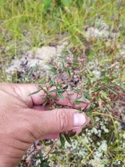 Crocanthemum bicknellii