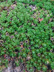 Pyxidanthera brevifolia