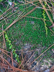 Pyxidanthera brevifolia