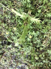 Ranunculus amphitrichus