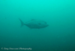 Seriola hippos