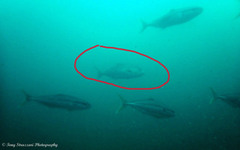 Seriola hippos