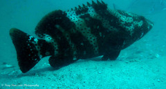 Epinephelus malabaricus