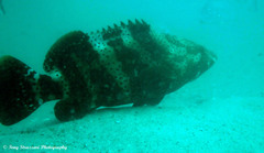 Epinephelus malabaricus