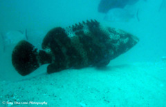 Epinephelus malabaricus