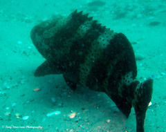 Epinephelus malabaricus