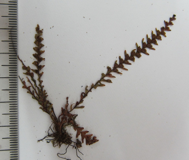 Ctenopterella khaoluangensis (Ctenopterella khaoluangensis)
