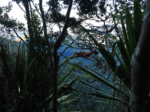 Doryanthes palmeri