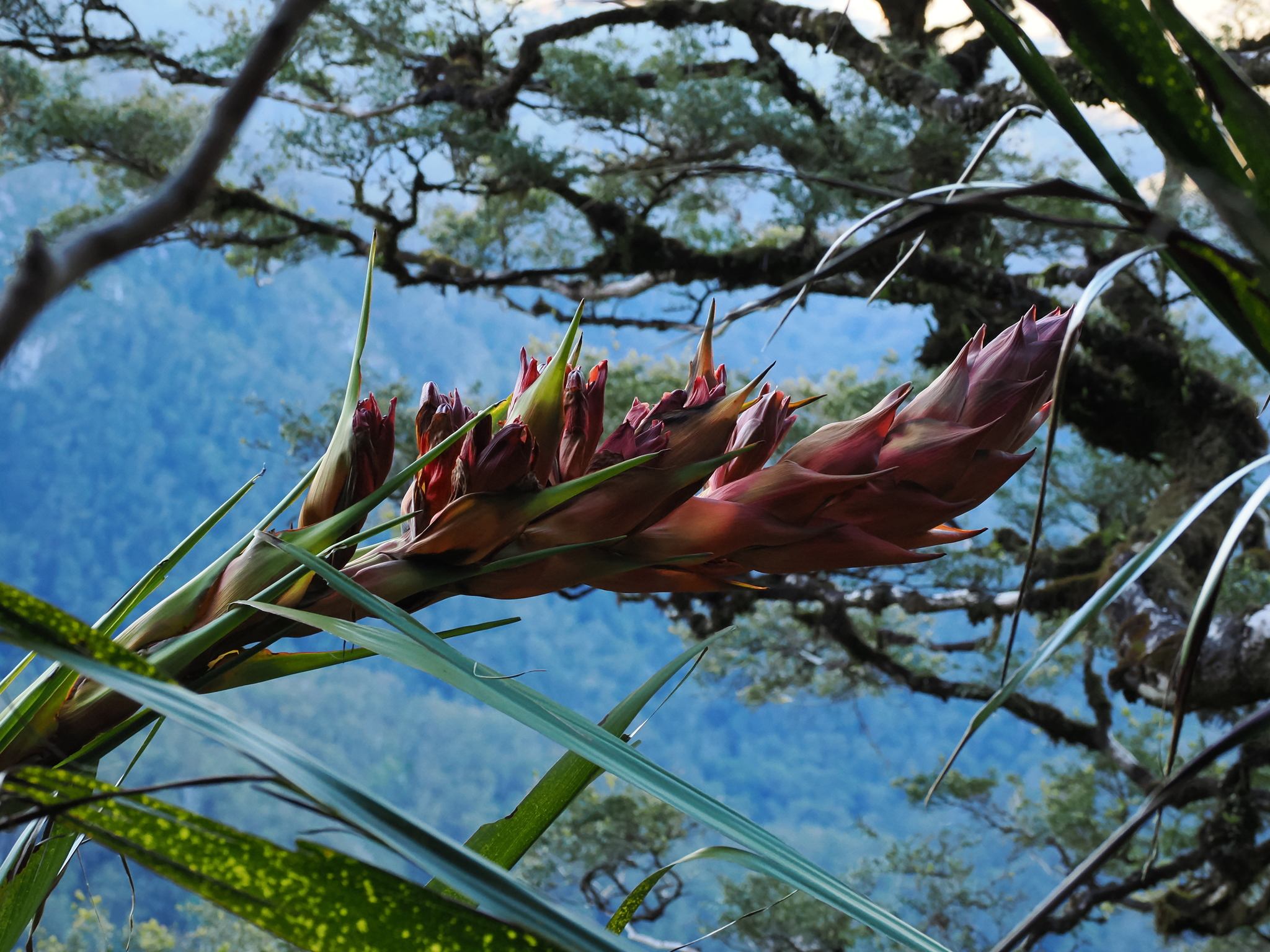 Doryanthes palmeri