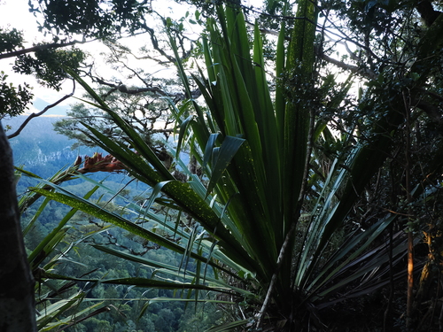 Doryanthes palmeri