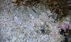 Samariscus triocellatus