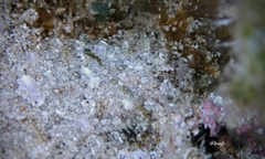 Samariscus triocellatus