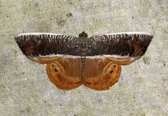 Opisthoxia branickiaria