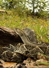 Crotalus culminatus
