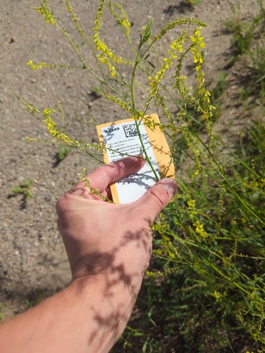 Yellow Sweetclover